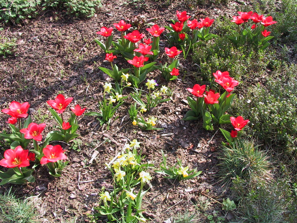 Tulipa Showwinner 02.JPG